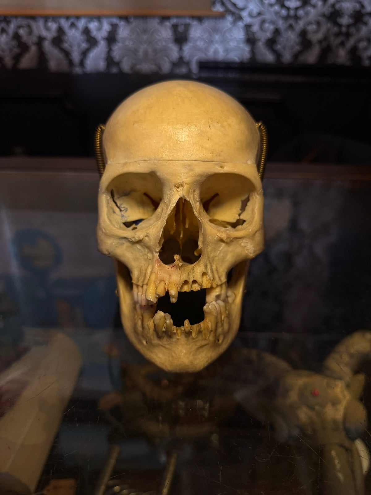 Antique Male Medical Skull