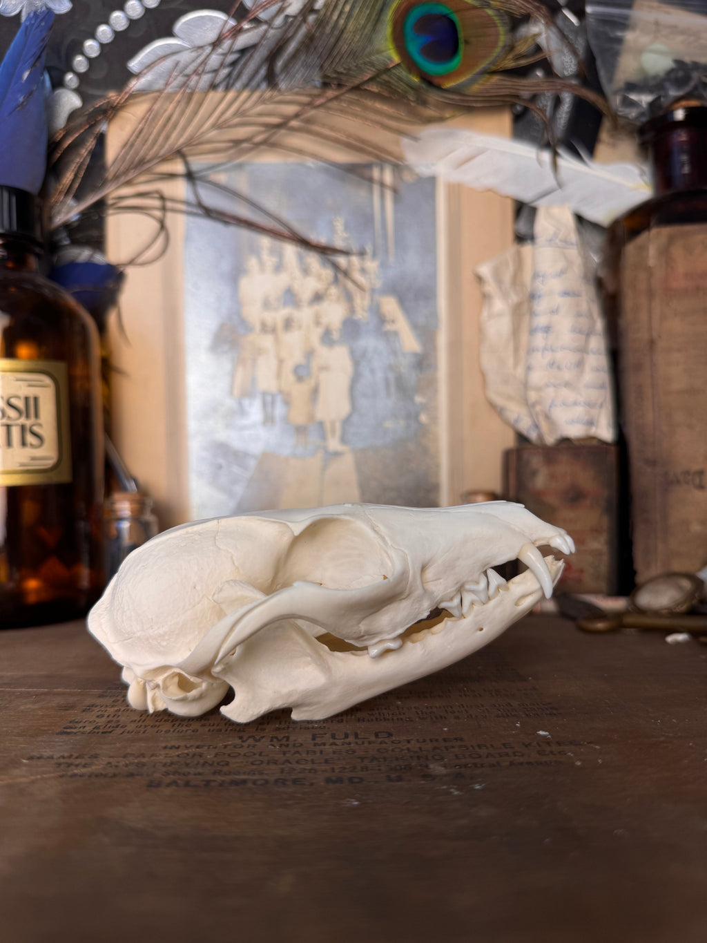 Gray Fox Skull