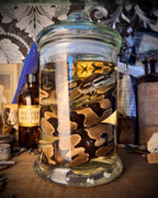 Wet Specimen Ball Python