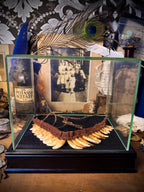 Papua New Guinea Tribal Dog Tooth Necklace