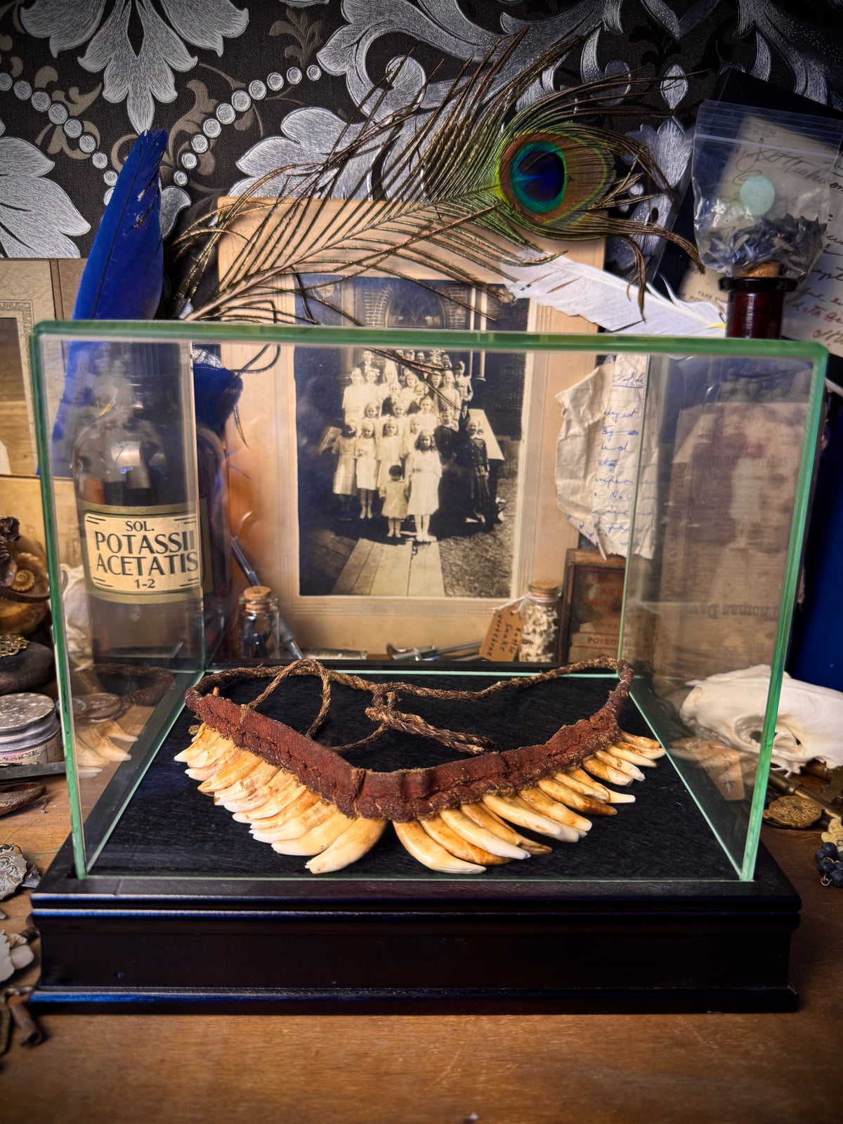 Papua New Guinea Tribal Dog Tooth Necklace