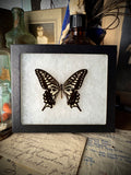 Asian Swallowtail Butterly In Frame