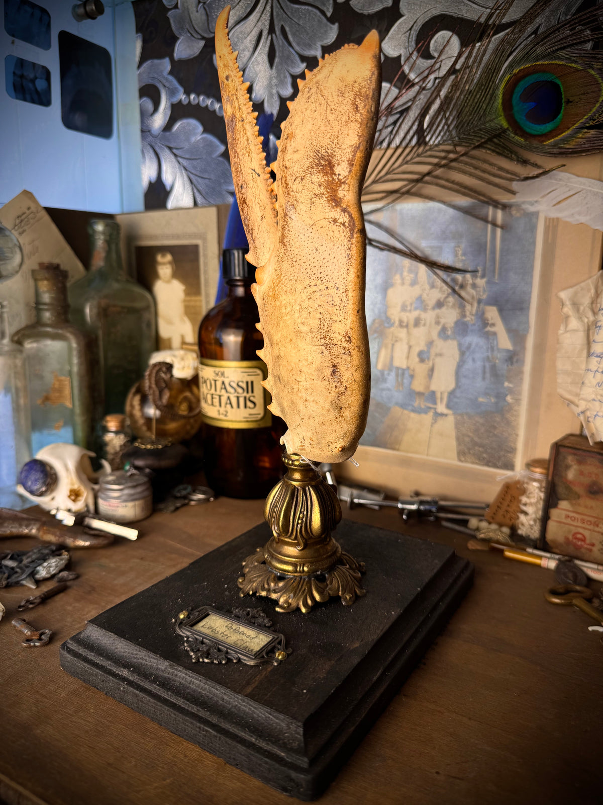 Deformed Lobster Claw Display