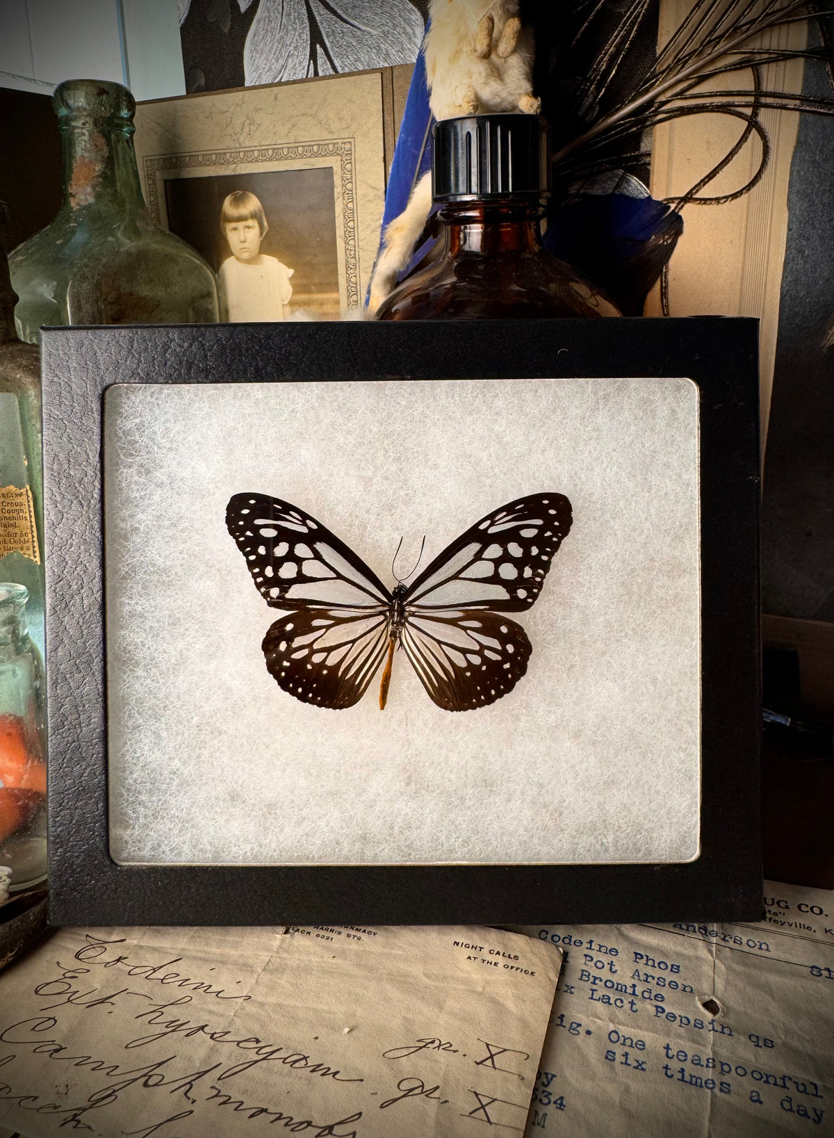 Glassy Tiger Butterfly In Frame