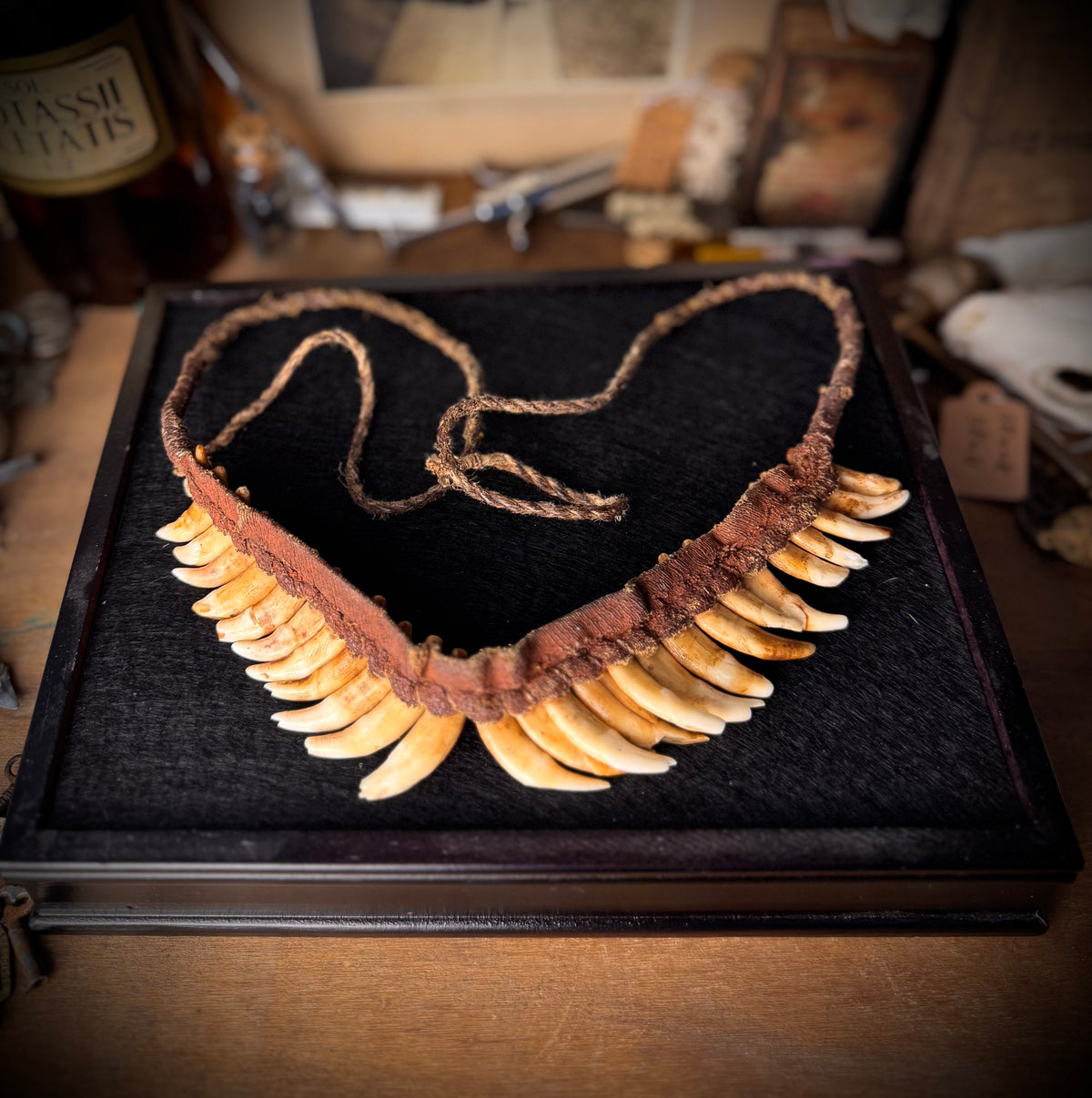 Papua New Guinea Tribal Dog Tooth Necklace