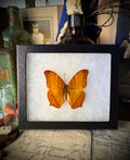 Common Cruiser Butterfly In Frame