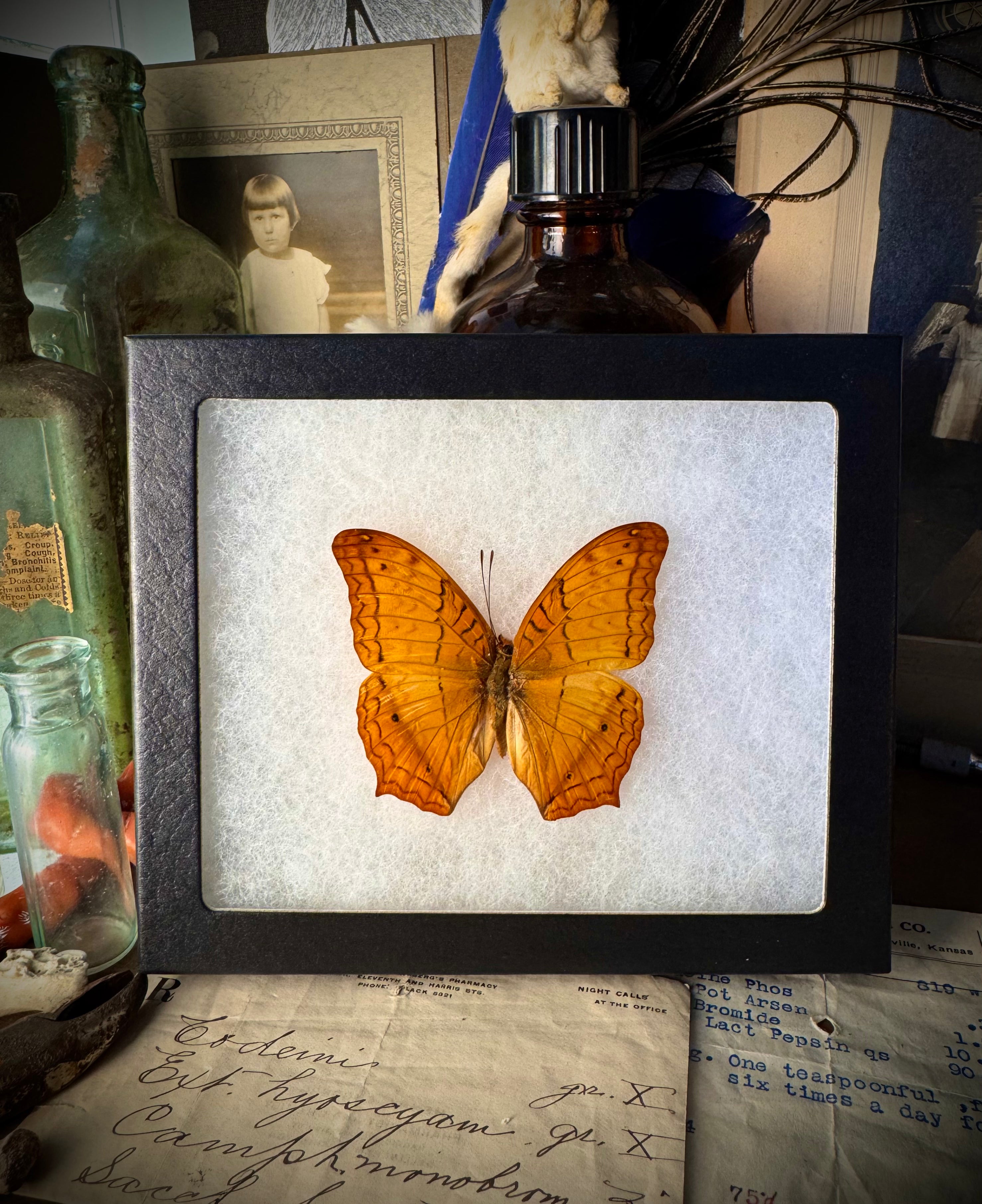 Common Cruiser Butterfly In Frame
