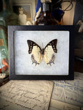 Great Nawab Butterfly In Frame