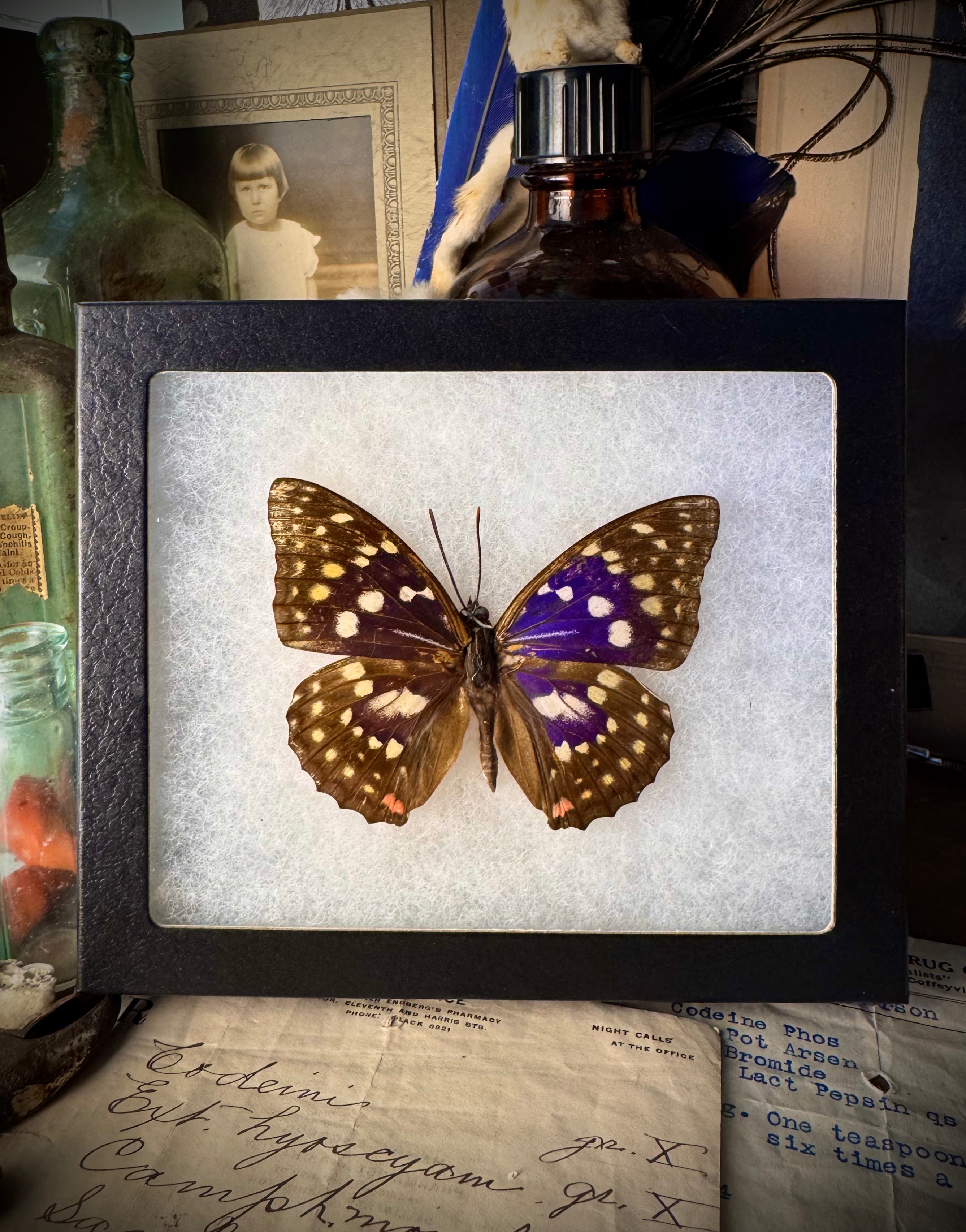 Great Purple Emperor butterfly In Frame