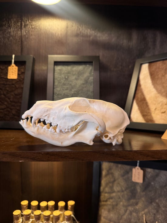 Red Fox Skull