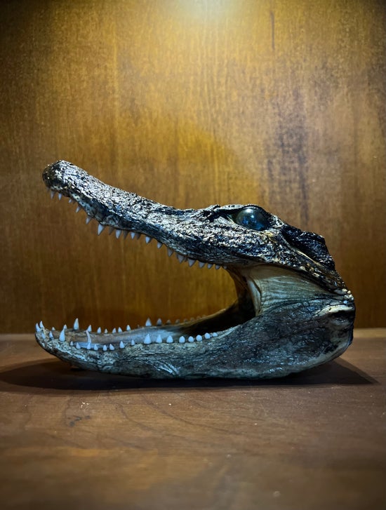 6" Alligator Head