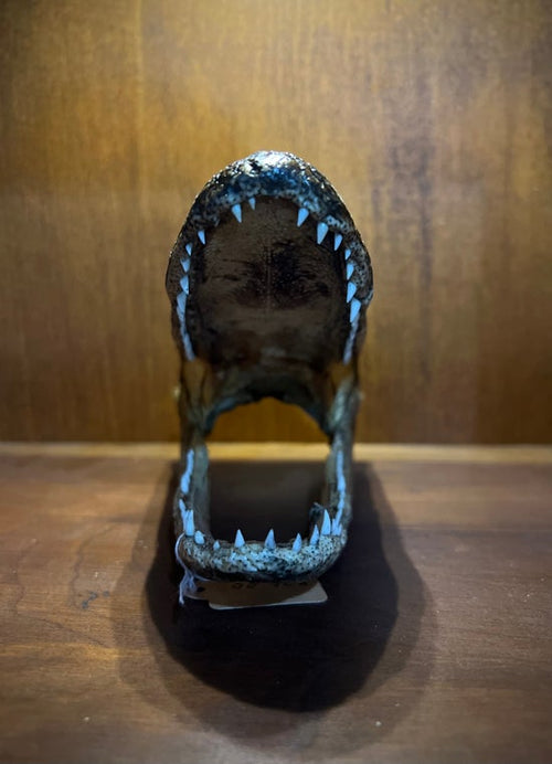 6" Alligator Head
