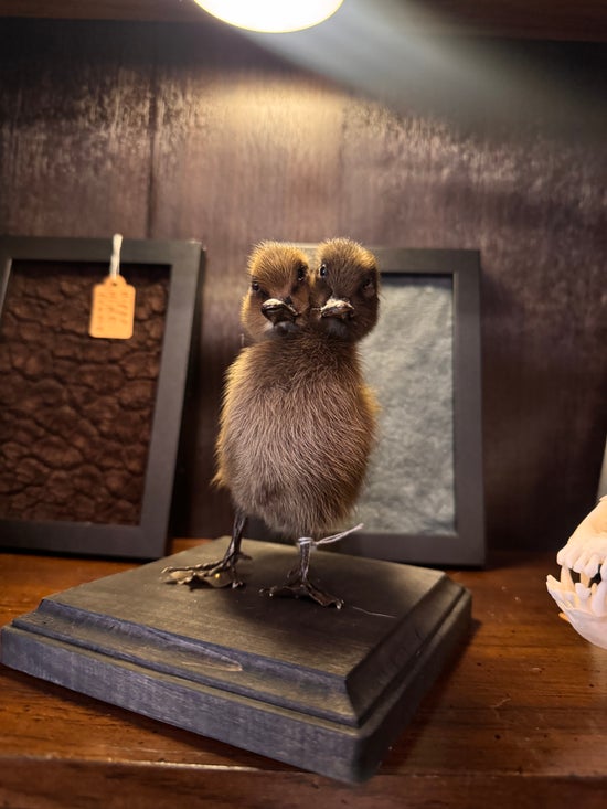 Two-headed Black Duckling On Wooden Display