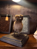 Two-headed Black Duckling On Wooden Display