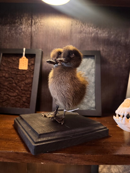 Two-headed Black Duckling On Wooden Display