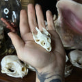 Turtle Skull