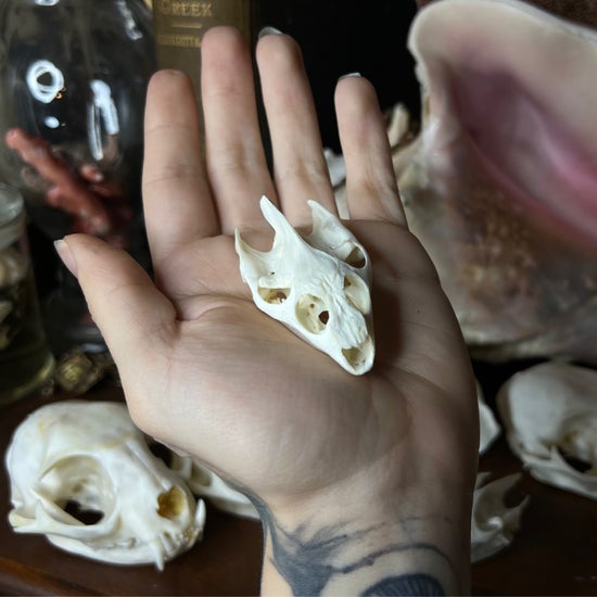 Turtle Skull