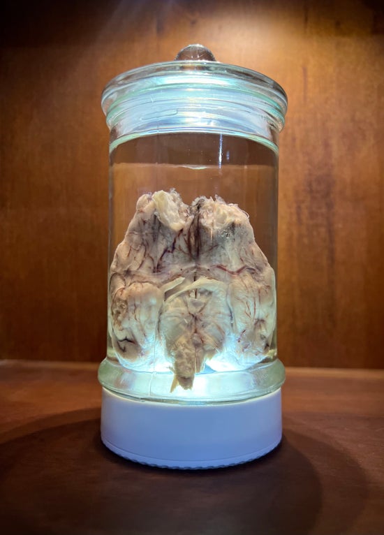 Wet Specimen Sheep Brain