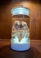 Wet Specimen Sheep Brain