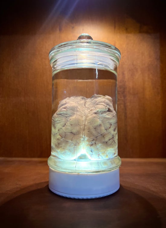 Wet Specimen Sheep Brain