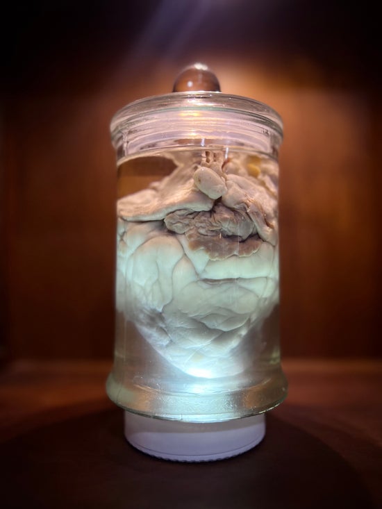 Wet Specimen Sheep Heart