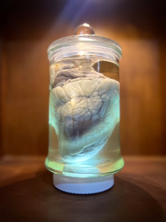 Wet Specimen Sheep Heart