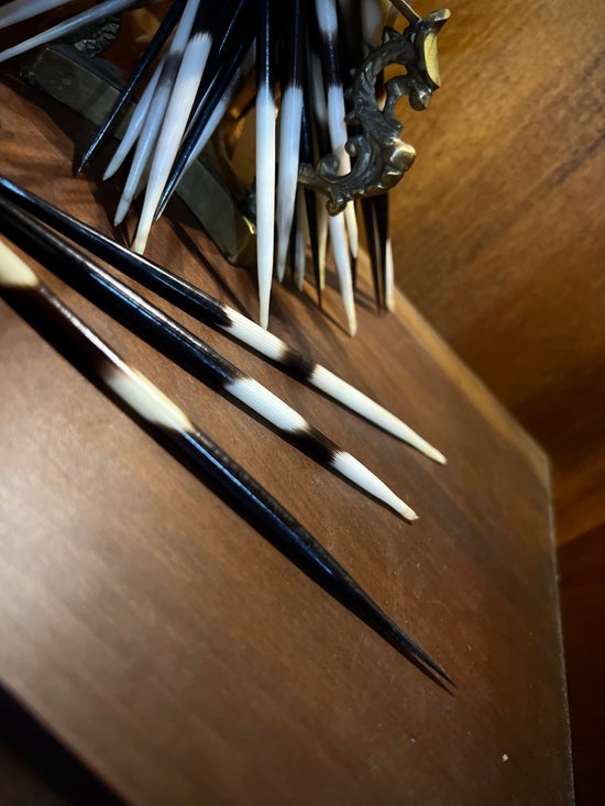 Single African Porcupine Quill
