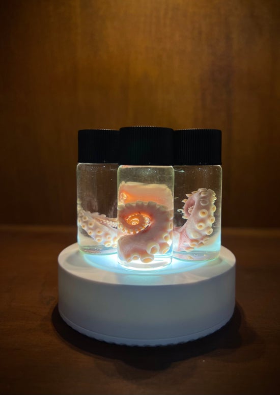 Single Octopus Tentacle Vial