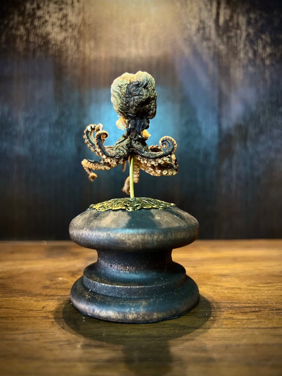 Mounted Mummified Octopus
