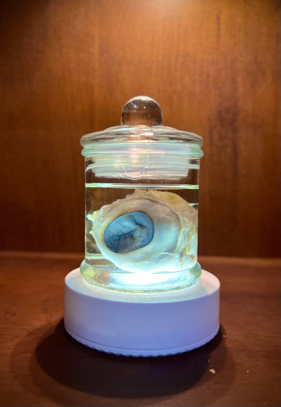 Sheep Eye In Apothecary