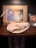 Opossum Skull