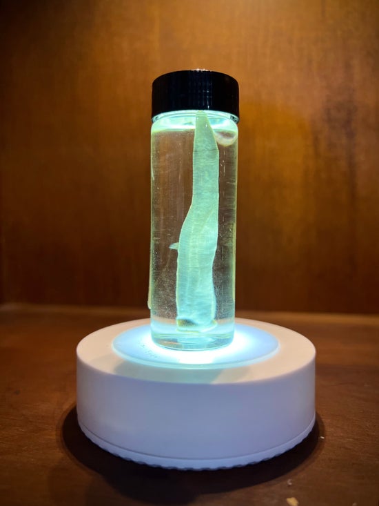 Leech In Vial
