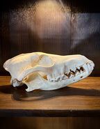 Large Coyote Skull