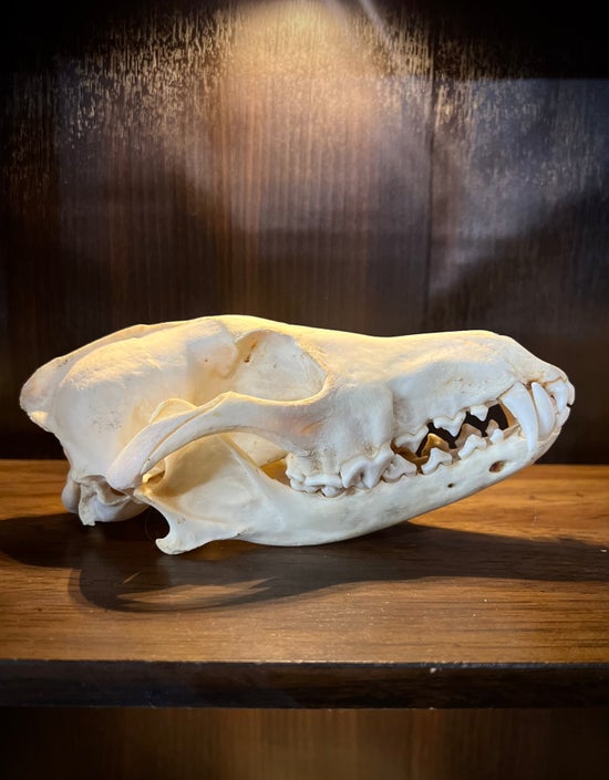 Large Coyote Skull