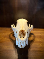Large Coyote Skull