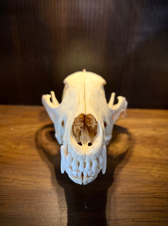 Large Coyote Skull