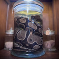 Large Adult Ball Python Wet Specimen