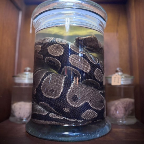 Large Adult Ball Python Wet Specimen