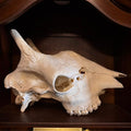 Giraffe Skull