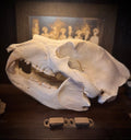 Large Bear Skull