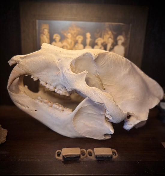 Large Bear Skull
