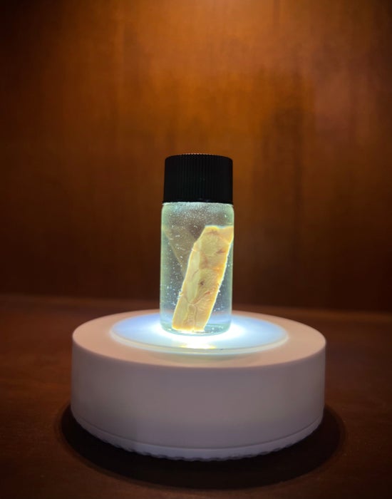 Human Brains Segment Vial