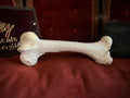 Giraffe Femur Bone