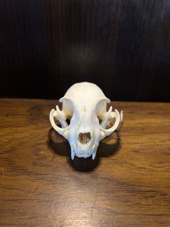 Domestic Cat Skull