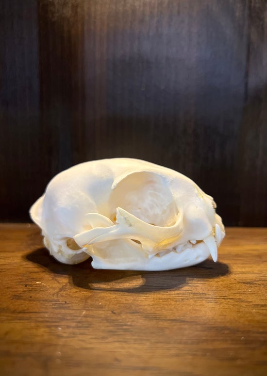 Domestic Cat Skull