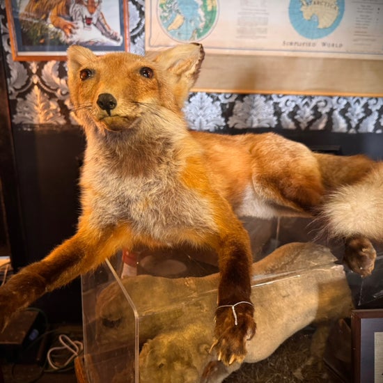 Antique Taxidermy Fox