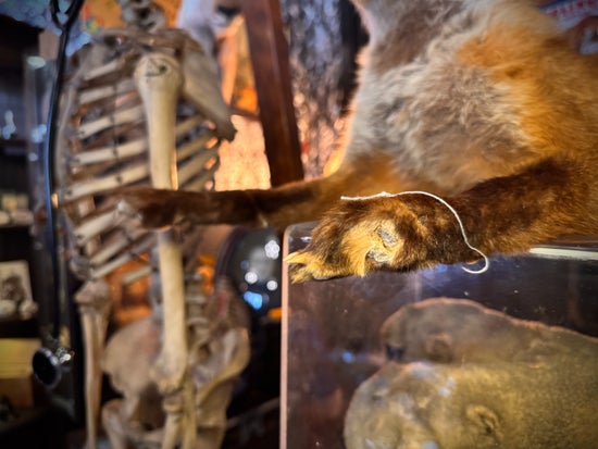 Antique Taxidermy Fox