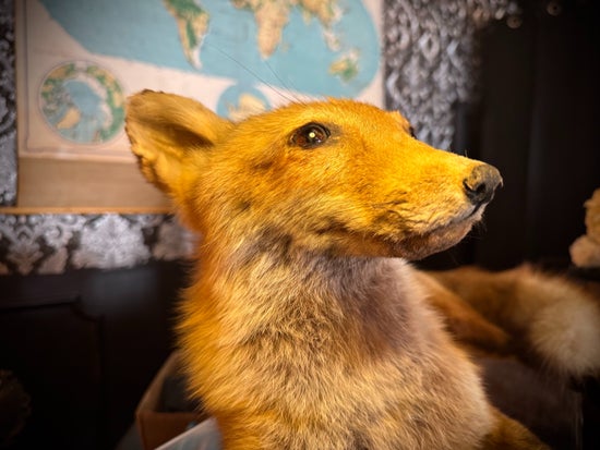 Antique Taxidermy Fox