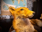 Antique Taxidermy Fox