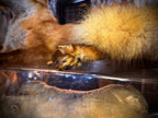 Antique Taxidermy Fox